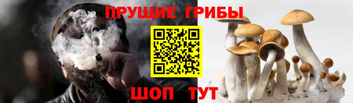 Вятские Поляны  Псилоцибиновые грибы Cubensis  Вход с VPN 